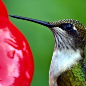 Meet your Posher, Wayne